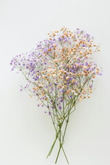 Gypsophila flowers purple and orange colors bouquet  on white background selective focus .  Botanical poster.Floral card