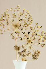Allium flowers in a  vase on beige background .Botanical fine art poster