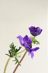 Purple flower anemone macro bloom,detailed texture on beige  background. Fine art botanical poster