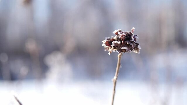 beautiful dried flower with hoarfrost on a winter day