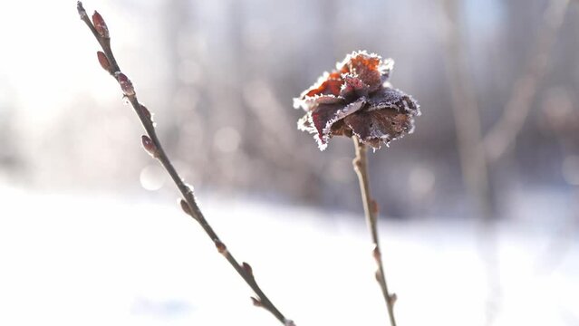 beautiful dried flower with hoarfrost on a winter day