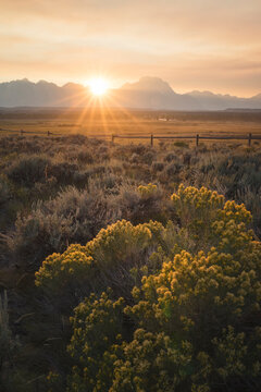 Sunset At Gran Teton national Park with flowers in foreground.