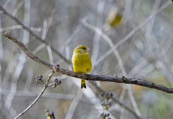 greenfinch