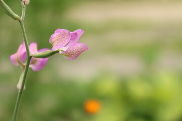 delicate pink flower on blurred background of green field. purple flower. spring. summer. wild plant