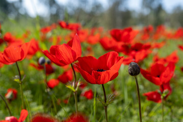 Amazing red anemone flowers blooming on meadow in springtime
