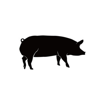 A pig vector is a digital graphic representation of a pig. Overall, a pig vector is a versatile and useful graphic asset for designers and illustrators