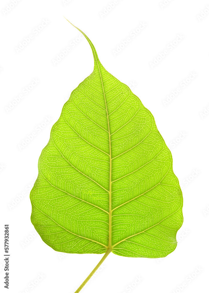 Wall mural green bho leaf on transparent background