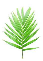Tropical green leaf of palm tree on transparent background (png file).