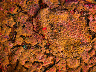 Fäulnis Zersetzung Auflösungserscheinungen