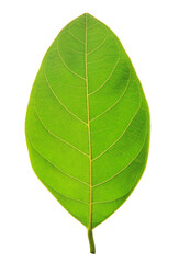 Green jackfruit isolated on transparent backgroup (PNG file format)