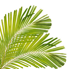 Tropical green leaf of palm tree on transparent background (png file). © Direk Takmatcha
