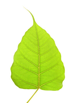 Green bho leaf on transparent background