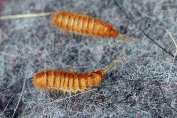 Larva, larvae of carpet beetle Anthrenus, Trogoderma, Attagenus, Dermestidae, Skin beetles family a synanthropic pest which lives in houses and apartments.