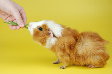 Hand feeding a guinea pig with fresh grass on a yellow background.