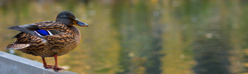 A close-up of a brown-speckled duck mallard stand on the shore pond.Banner