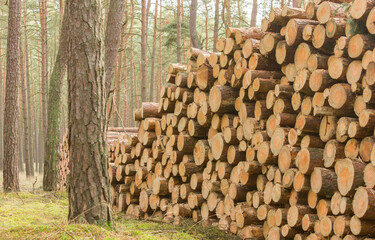 Brennholz Holz Kiefer Wald Forstwirtschaft