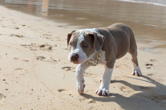 portrait dog in the sand - cute pitbull puppy 