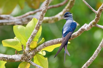 The moustached tree swift (Hemiprocne mystacea) - Raja Ampat, West Papua, Indonesia