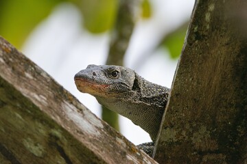 Mangrove monitor or Western Pacific Monitor Lizard. ( Varanus indicus) Raja Ampat, Indonesia