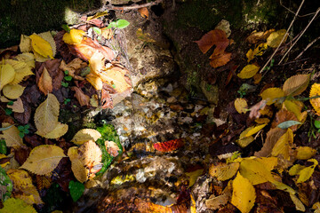 A spring spouting from under the ground, surrounded by strewn autumn foliage