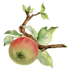 Hand drawn watercolor composition with apple fruits on branch with leaves, ripe and full, red and green. Isolated on white background. Design for wall art, wedding, print, fabric, cover, card.