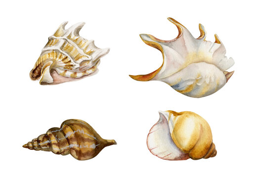 Hand drawn watercolor elements. Assorted sea shells, spiral pearl, dark brown and gold. Isolated on white background. Design wall art, wedding, print, fabric, cover, card, tourism, travel booklet.