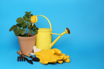 Gardening gloves, tools and pot with beautiful rose on light blue background