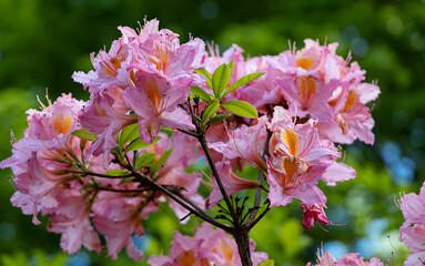 The pink rhododendrons trees are in full bloom as blue sky background