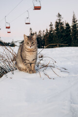 Obraz premium Beautiful cat sits on the snow overlooking the mountains