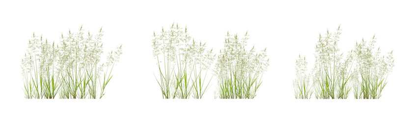 Set of bentgrass plant on transparent background, nature meadow, 3d render illustration.