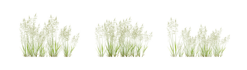 Set of bentgrass plant on transparent background, nature meadow, 3d render illustration.