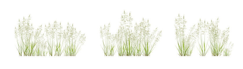Set of bentgrass plant on transparent background, nature meadow, 3d render illustration.
