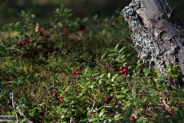 ripe and fresh lingonberries in the forest