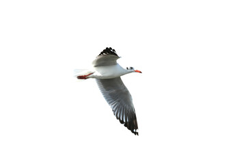Seagull flying on transparent background.