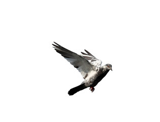 Pigeon flying on transparent background.
