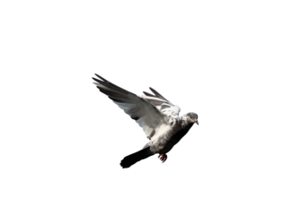 Pigeon flying on transparent background.