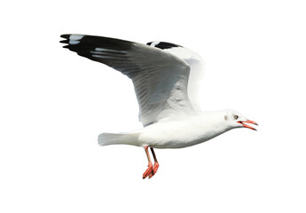 Seagull flying on transparent background.