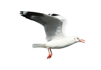 Seagull flying on transparent background.