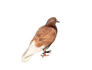Brown pigeon on transparent background