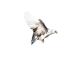 Obraz premium Pigeon flying on transparent background.