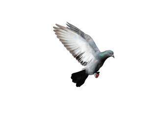 Pigeon flying on transparent background.