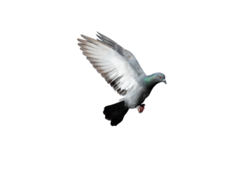 Pigeon flying on transparent background.
