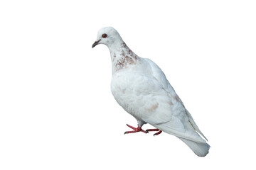 White pigeon on transparent background