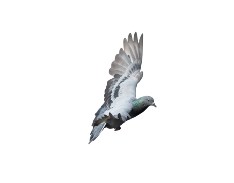 Pigeon flying on transparent background.