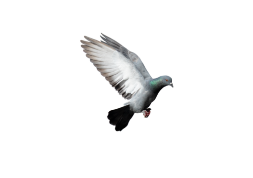 Pigeon flying on transparent background.