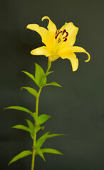 一輪の黄色いユリの切り花、黒背景に黄色い百合の花のクローズアップ