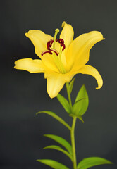 Fototapeta na wymiar 一輪の黄色いユリの切り花、黒背景に黄色い百合の花のクローズアップ