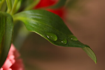 Fototapeta na wymiar Beautiful leaf with water drops on blurred background, closeup