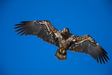 juvenile eagle in flight blue sky