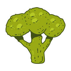 Broccoli vector cartoon illustration isolated on a white background.